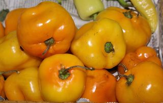 Chile Manzano Chile Manzano