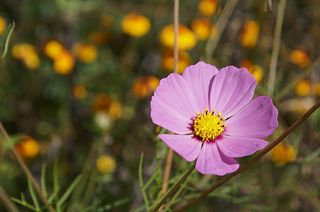 UNESCO Mirasoles UNESCO Mirasoles