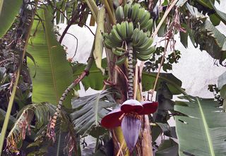 Banana Hand and Flower Banana Hand and Flower