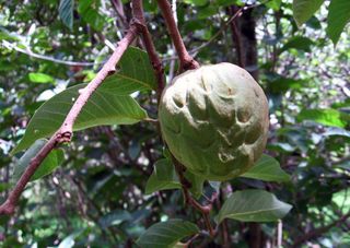 Chirimoya fruit (not ripe) Chirimoya fruit (not ripe)