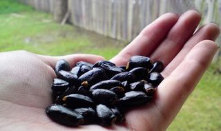 Chirimoya seeds Chirimoya seeds