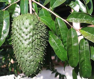 Guanabana on tree Guanabana on tree