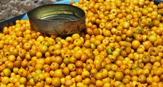 Nanches in Wheelbarrow Nanches in Wheelbarrow