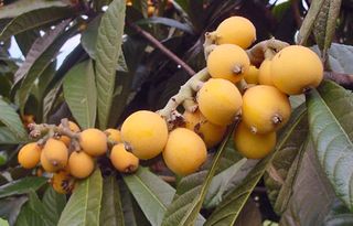Nispero (loquat) Nispero (loquat)