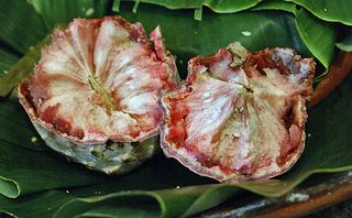 Ilama 4 Cristina Ilama 4 Cristina