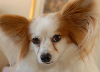 Olive Coqueta Olive Coqueta