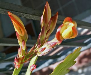 Epiphyllum 3 botones