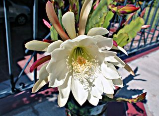 Epiphyllum 1