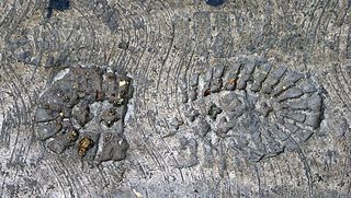 Condesa Sígame Condesa Sígame