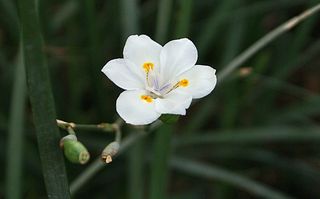 Condesa African Iris Condesa African Iris