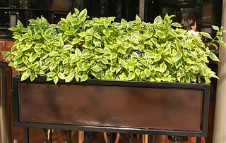 Condesa Maceta Condesa Maceta