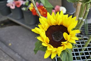 Condesa Girasol Condesa Girasol