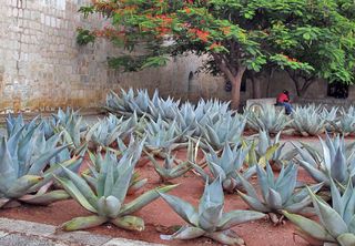 Oaxaca Santo Domingo Textura Oaxaqueña
