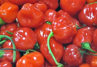 Recorrido Chiles Habanero Rojo Recorrido Chiles Habanero Rojo