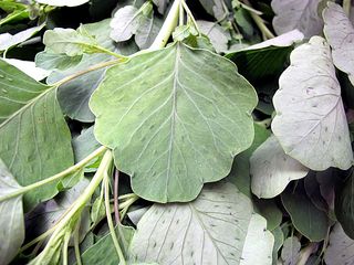 Recorrido Papaloquelite Recorrido Papaloquelite