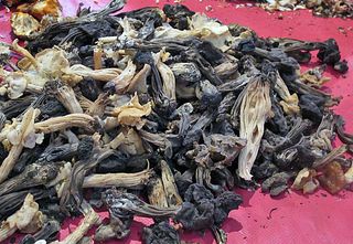 Recorrido Hongos Morillas Recorrido Hongos Morillas