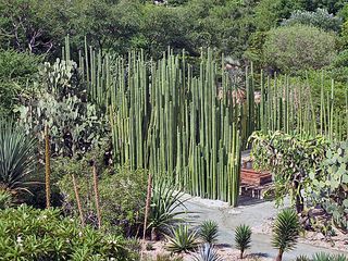 Oaxaca Santo Domingo Jardín Botánico 2 Oaxaca Santo Domingo Jardín Botánico 2