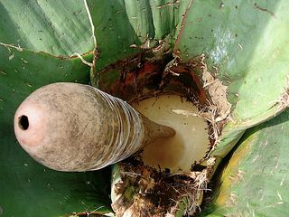 Pulque dentro de maguey con popote