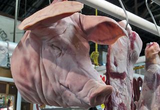 Cabeza de Puerco, Pátzcuaro Feb 2011 Cabeza de Puerco, Pátzcuaro Feb 2011