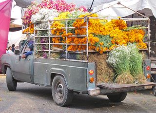 Jamaica Camioneta Flores Muertos Jamaica Camioneta Flores Muertos