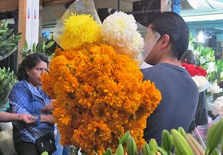 Jamaica Cempasúchil y Crisántamo Jamaica Cempasúchil y Crisántamo