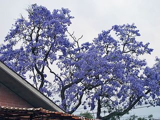 DF Xochimilco Jacarandas Gray Sky