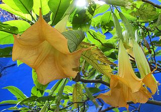 Amble Datura Museo Frida Kahlo Amble Datura Museo Frida Kahlo