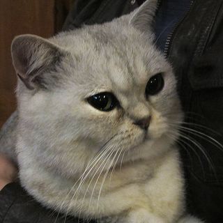 Straight Ear Scottish Fold Straight Ear Scottish Fold