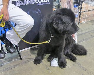 Newfoundland Kendra Newfoundland Kendra