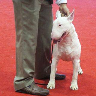 White American Staffordshire Bull Terrier White American Staffordshire Bull Terrier