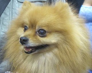 Pomeranian Grizzly Pomeranian Grizzly