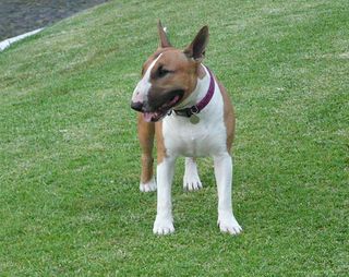 Rafi of Jalisco Rafi of Jalisco