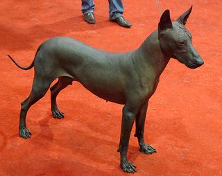 Standard Xolo Male Standard Xolo Male