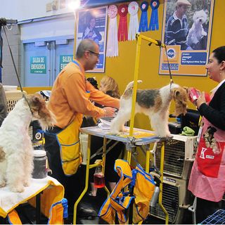 Dog Show Estética copia Dog Show Estética copia