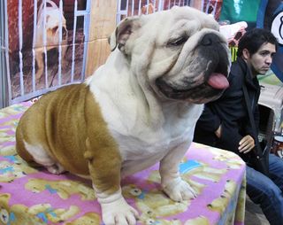 English Bulldog Lucky English Bulldog Lucky