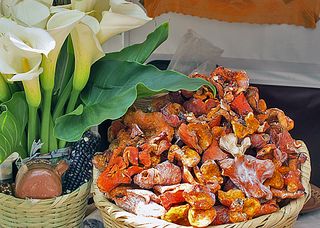 Encuentro Alcatraces y Hongos Silvestres