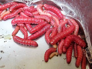 Mercado de Sonora Gusano de Maguey Mercado de Sonora Gusano de Maguey