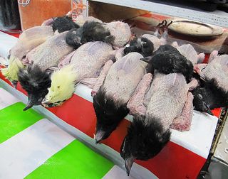 Mercado de Sonora Pichones Mercado de Sonora Pichones