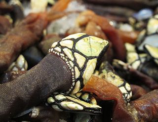 DF Mercado San Juan Percebes DF Mercado San Juan Percebes