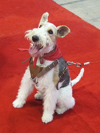 Wire-haired Terrier Wire-haired Terrier