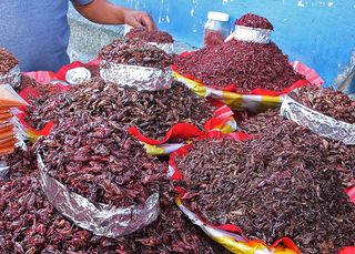 Oaxaca Chapulines Oaxaca Chapulines