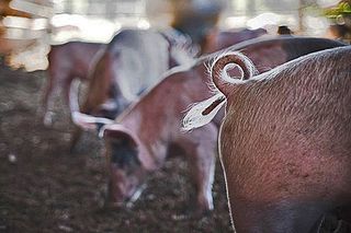 Hog Heaven Pig Tails Hog Heaven Pig Tails