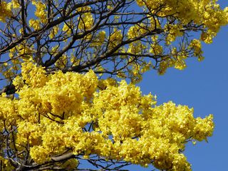 Árbol de la Primavera Árbol de la Primavera