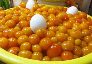 Unlaid Eggs Mercado Jamaica Unlaid Eggs Mercado Jamaica