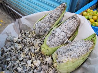 Huitlacoche 3 Huitlacoche 3