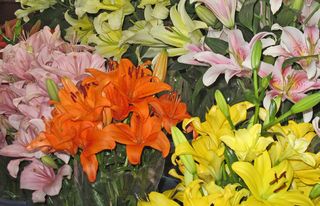 Lirios Multicolores Lirios Multicolores