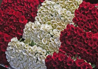 Rosas Rojas y Blancas 30 pesos 6 docenas Rosas Rojas y Blancas 30 pesos 6 docenas