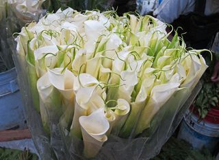 Alcatraces Calla Lilies Alcatraces Calla Lilies