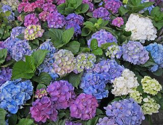 Hortensias April 2014 Hortensias April 2014