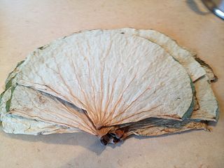 Jing Teng Lotus Leaf Jing Teng Lotus Leaf